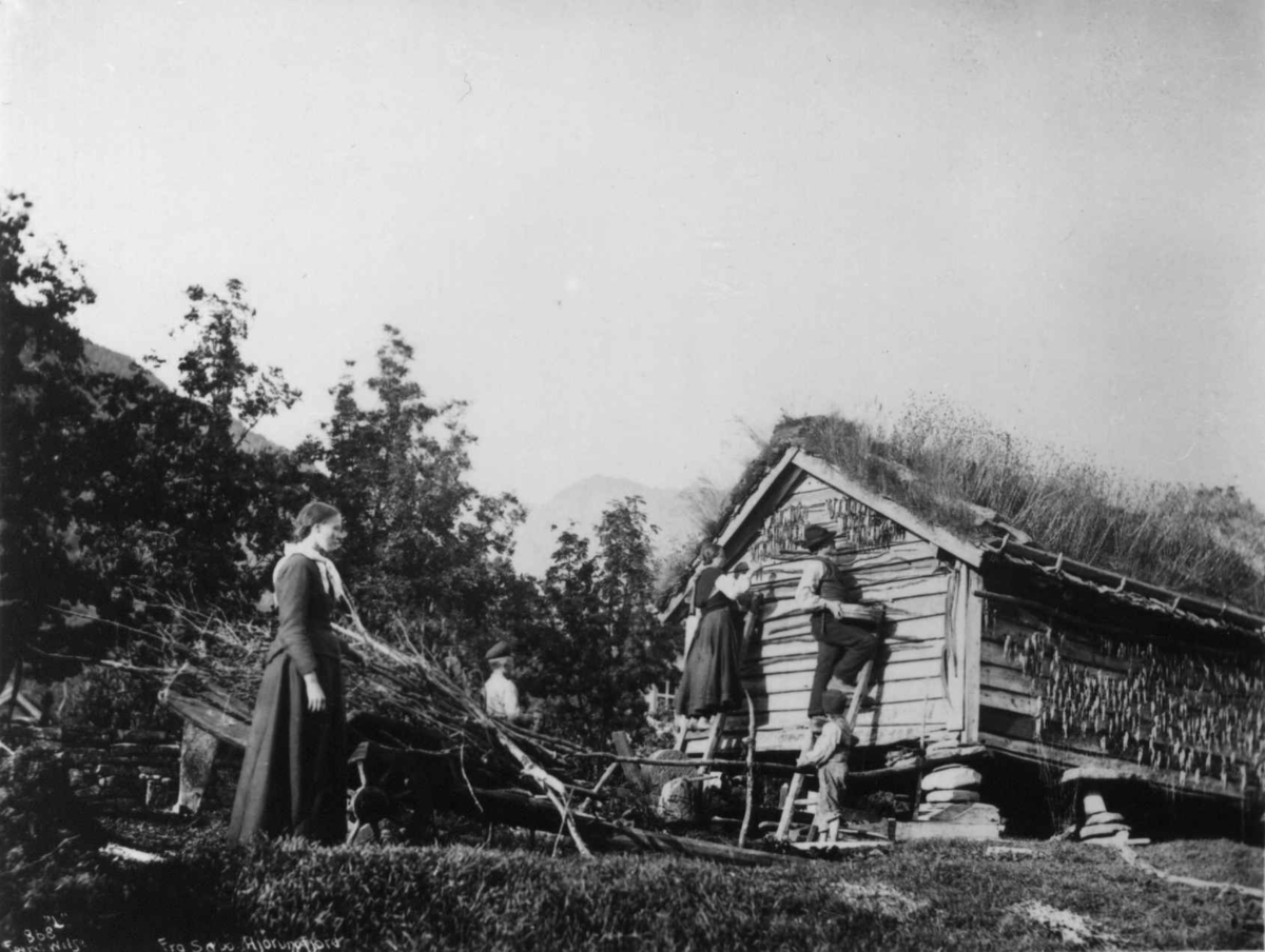 Axel Lindahl, Sildetørking