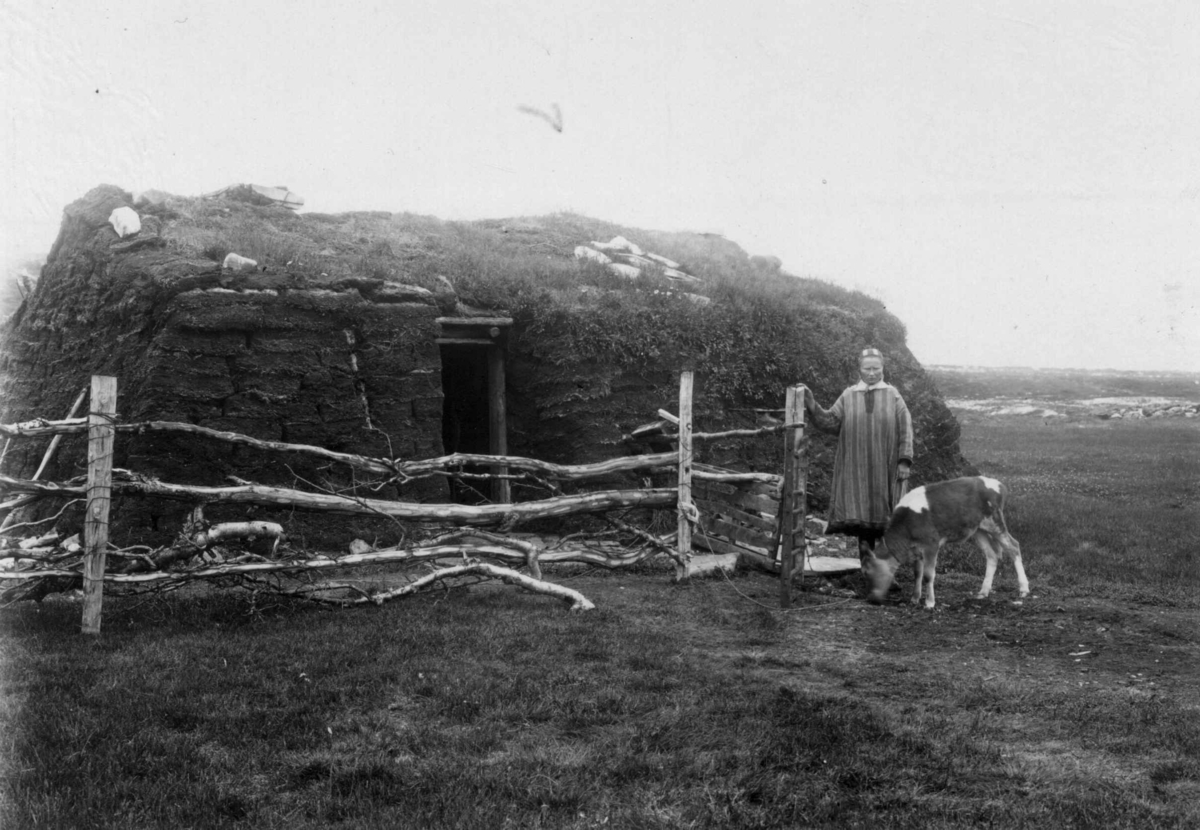 Robert Collett, Fjøsgamme, antatt Kistrand i Finnmark. Kvinne i samisk drakt og ku står utenfor. Serie fotografert av Robert Collett (1842-1913), amatørfotograf og professor i zoologi.