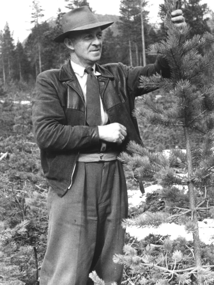 Anna Grostøl, Portrett av ukjent mann som studerer et lite furutre. Rostadal, Målselv 1940-årene.