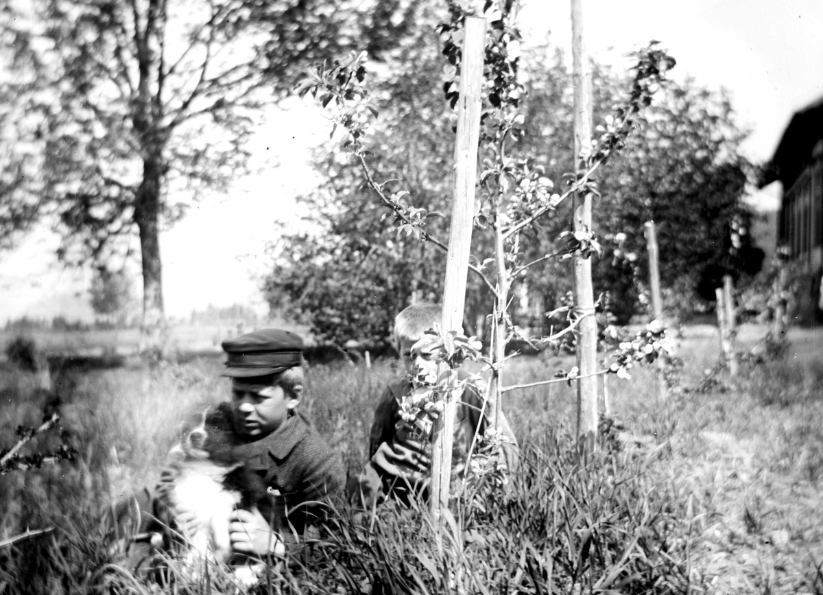 Juliane Fredrikke Langberg, Portrett av 2 gutter med hund i hage med frukttrær. Fra v. Olaf og Christian L. Holm, barn av soknepresten i Hurum (1897-1904), Olaf A. Holm, gift med fotografens søster Louise. Ant. fra prestegården. Fra malerinne Juliane Fredrikke Langbergs (1856-1930) samling, tatt ca.1895-1910 med motivkrets sl…