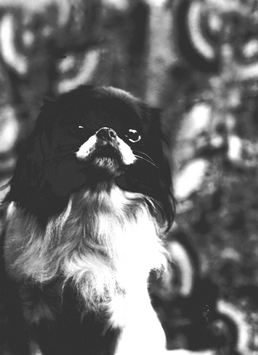 Solveig Lund, Fotografi av hund.