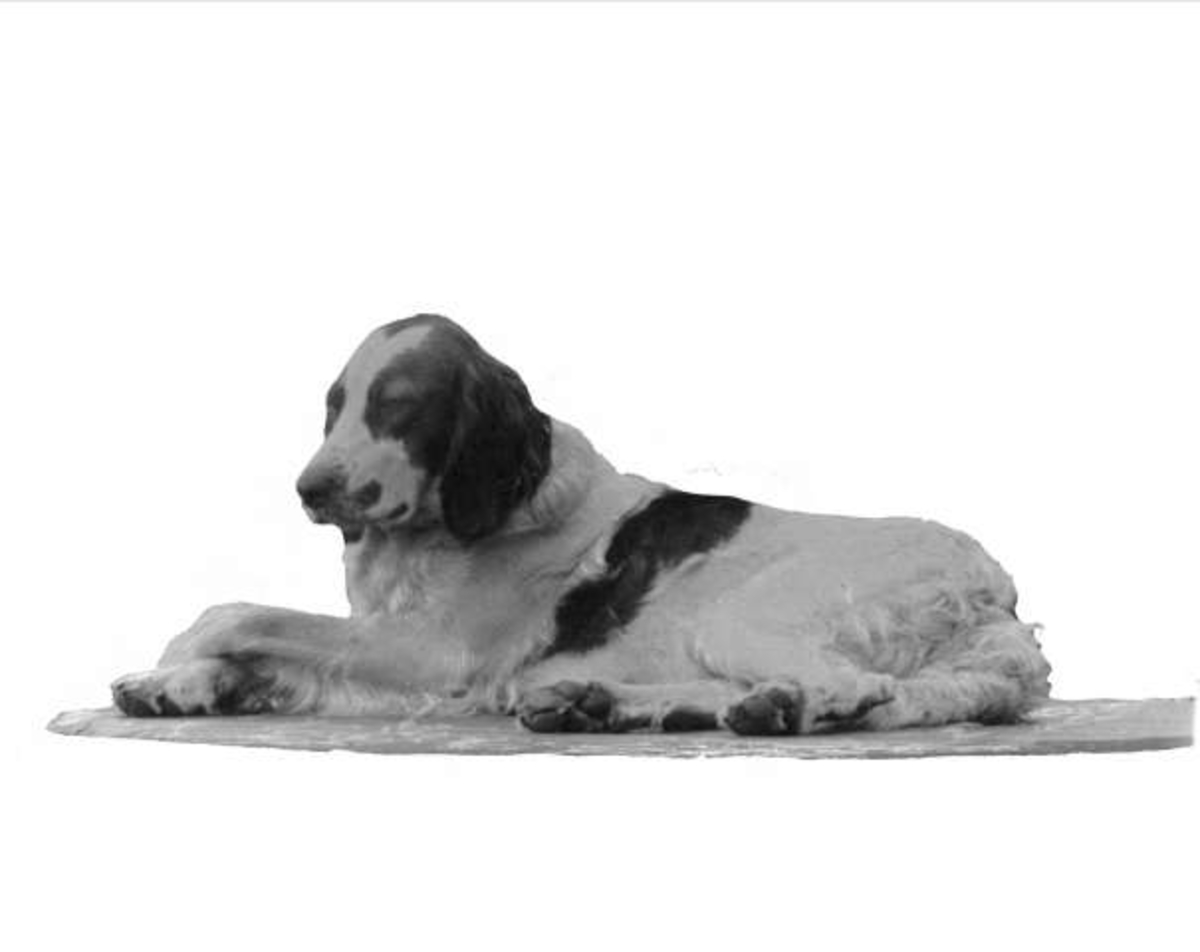 Gustav Borgen, Portrett av en hund som ligger. Frøken Rolfsens hund.