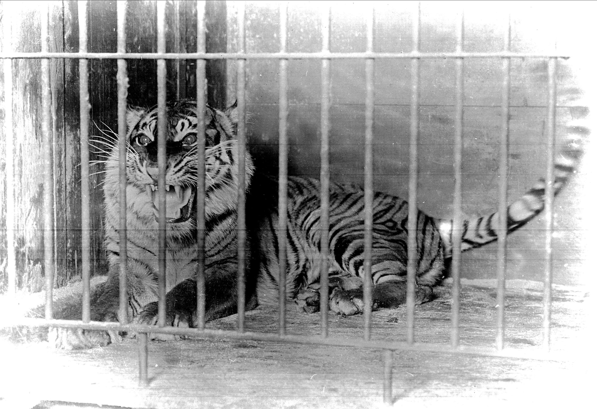 Gustav Borgen, Menageriet, tiger i bur, 1911.