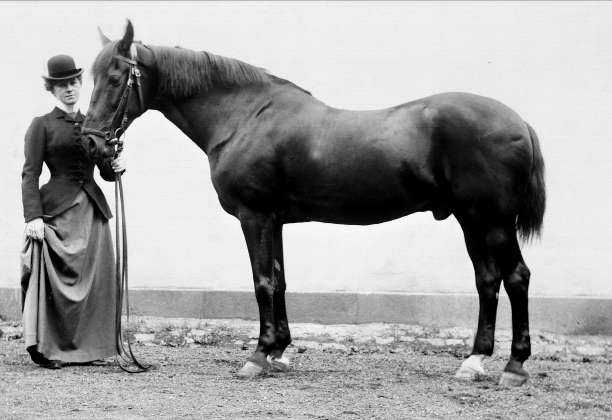 Gustav Borgen, Portrett, hest, hingst. Fru Olga Gallus.