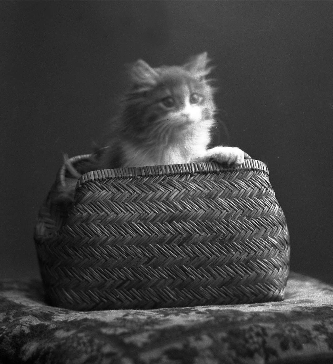 Gustav Borgen, Portrett, katt i veske. Frøken Trulsens katt.