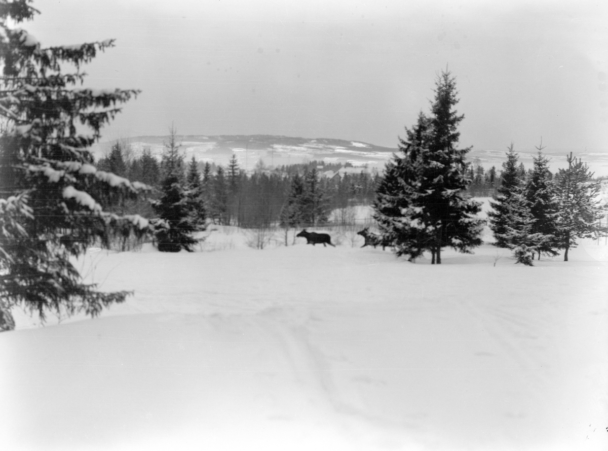 Anno Domkirkeodden, ELG I HAGEN PÅ HAMARHUS, ALUVEGEN 42, SKISPOR I SNØEN, VINTER