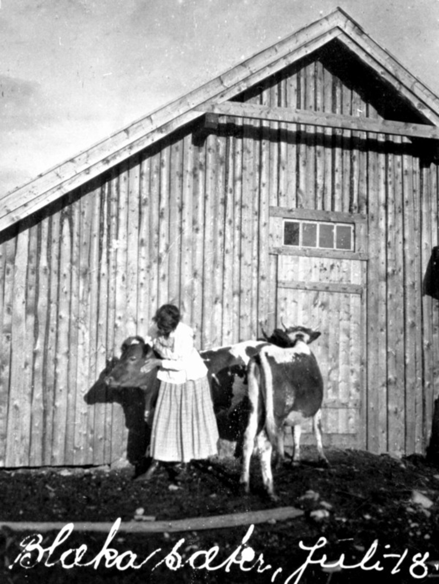 Anno Domkirkeodden, Budeie med to kuer på Blæka seter, Kongsrud, Nes, Hedmark.