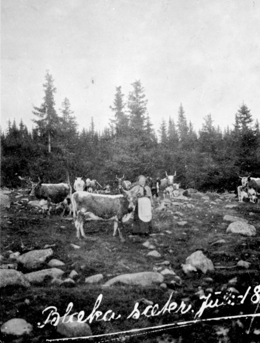 Anno Domkirkeodden, Budeie med mange telemarkskuer på Blæka seter, Kongsrud, Nes, Hedmark.