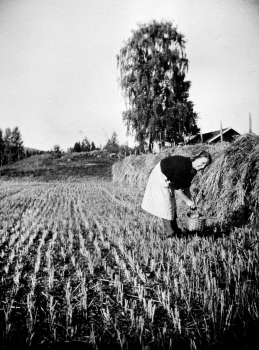 Anno Domkirkeodden, Skuronn på Mo gård, Moelv, Ringsaker. Nødsår. Lina ? plukker aks under krigen. Hesjer med kornband.