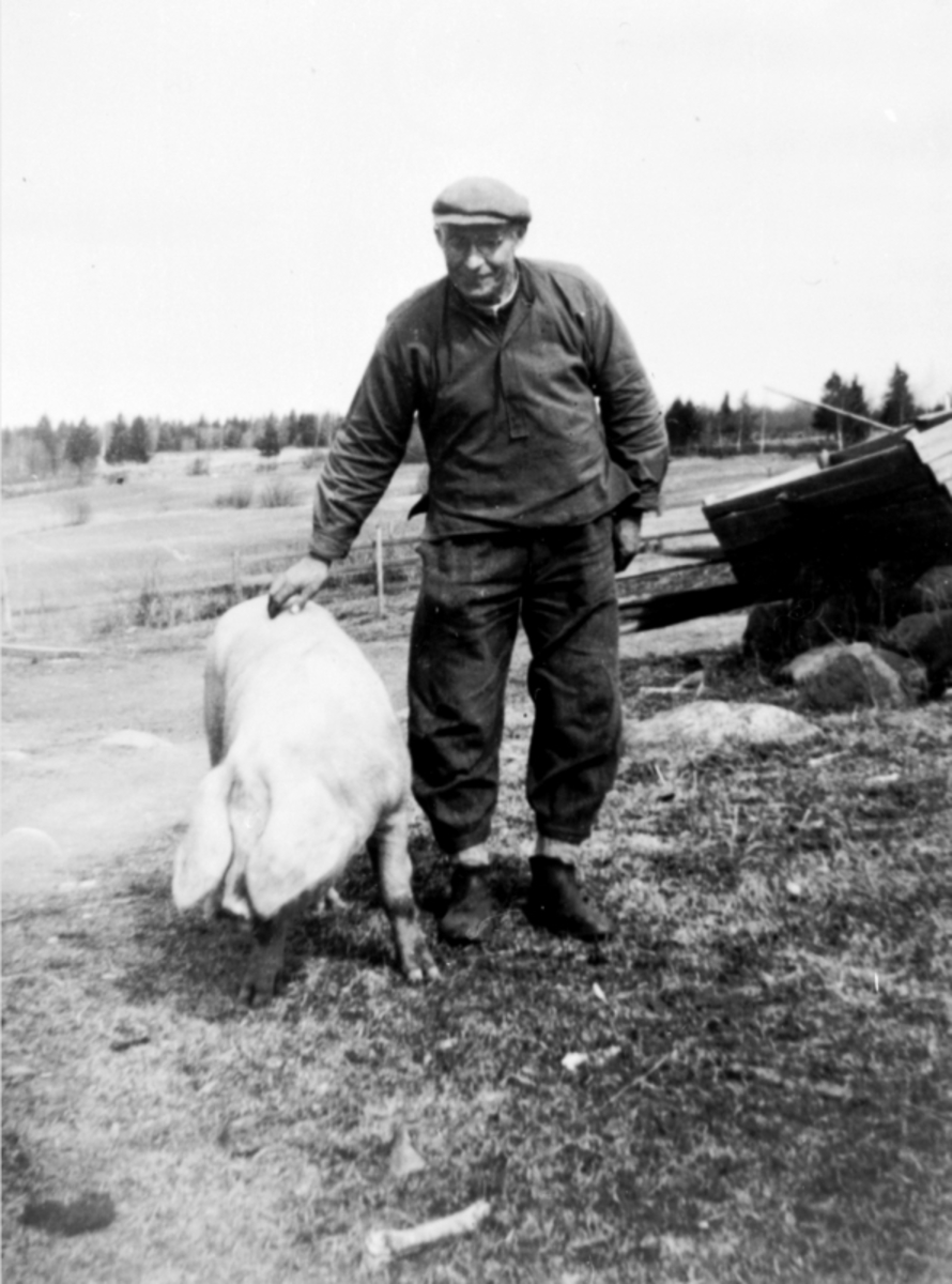 Anno Domkirkeodden, Karl Gropen i buserull og med sixpens sammen med gris, Veldre, Ringsaker.