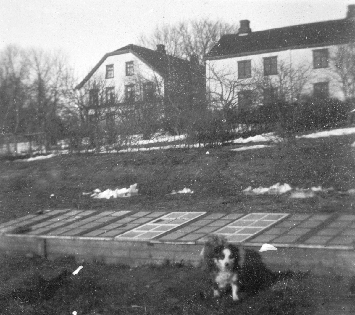 Ukjent, Hageanlegg, hund foran gamle vinduer brukt som blomsterkasser. To hus i bakgrunnen.