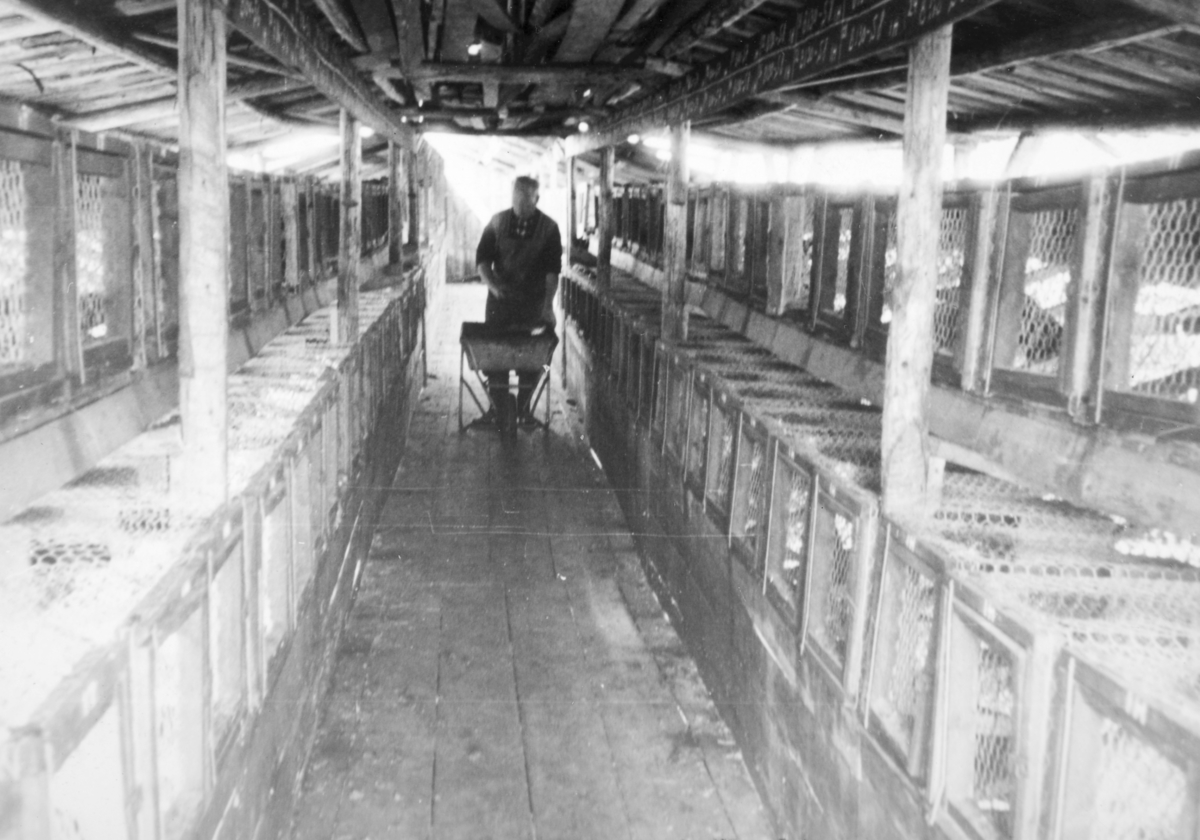 Ukjent, Tranholen, Romedal, Stange. Minkgard, minkhus. Foring, mating av mink. Arne Tangen. Ca. 1950.