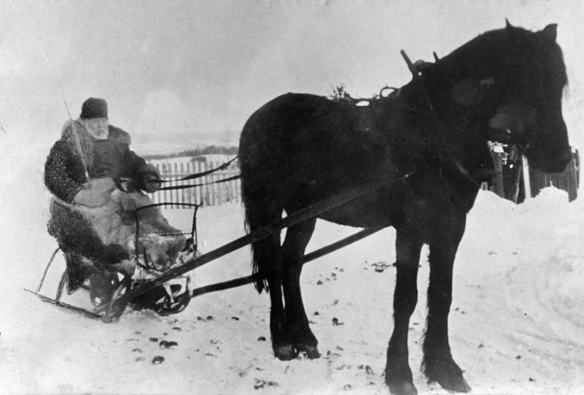 Anno Domkirkeodden, MANN, HEST, SPISSLEDE, KJØPMANN A. STEEN.