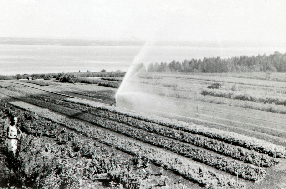 Anno Domkirkeodden, Oversikt over planteskolen på Grefsheim, Nes, Hedmark. Vanninganlegg.