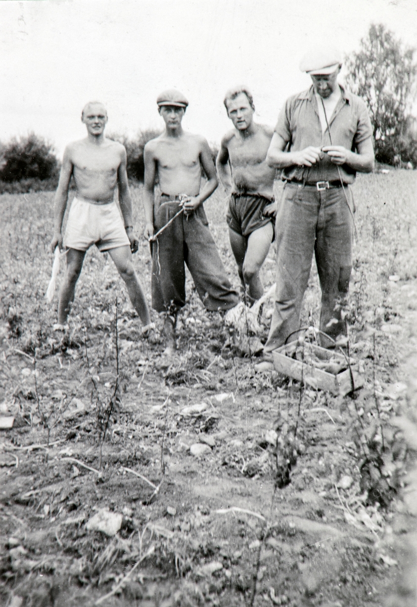 Anno Domkirkeodden, Gruppe gartnere okulerer roser i planteskolen på Grefsheim, Nes, Hedmark. Til høyre er Jørgen Haug f.1913.