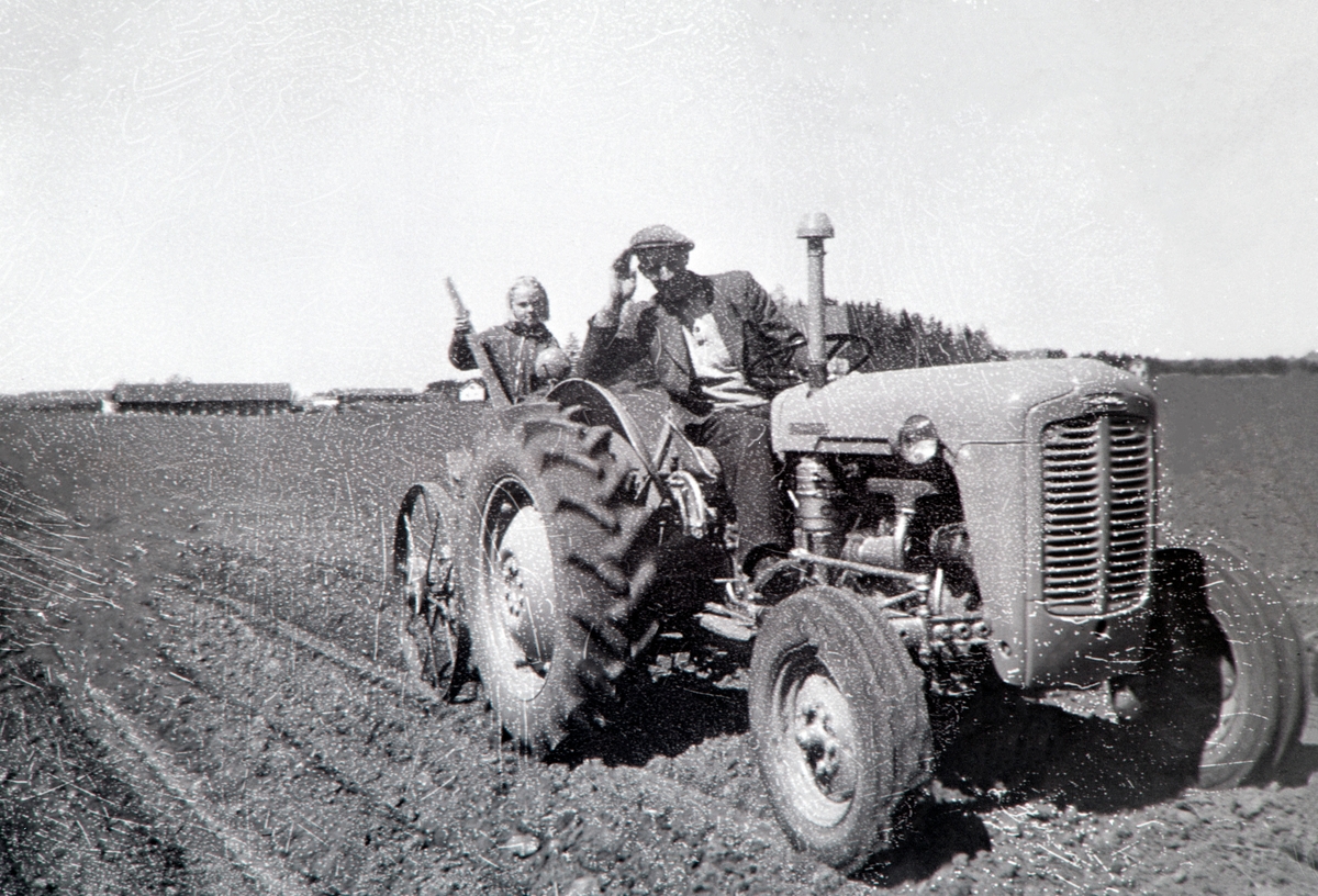 Anno Domkirkeodden, POTETSETTING, UNDERHAUG POTETSETTER OG GRÅTASS FORDSON TRAKTOR, HARALD GLÆRUM KJØRER, JENTE: ELI GLÆRUM MED STOKK BAK, HOL VESTRE
