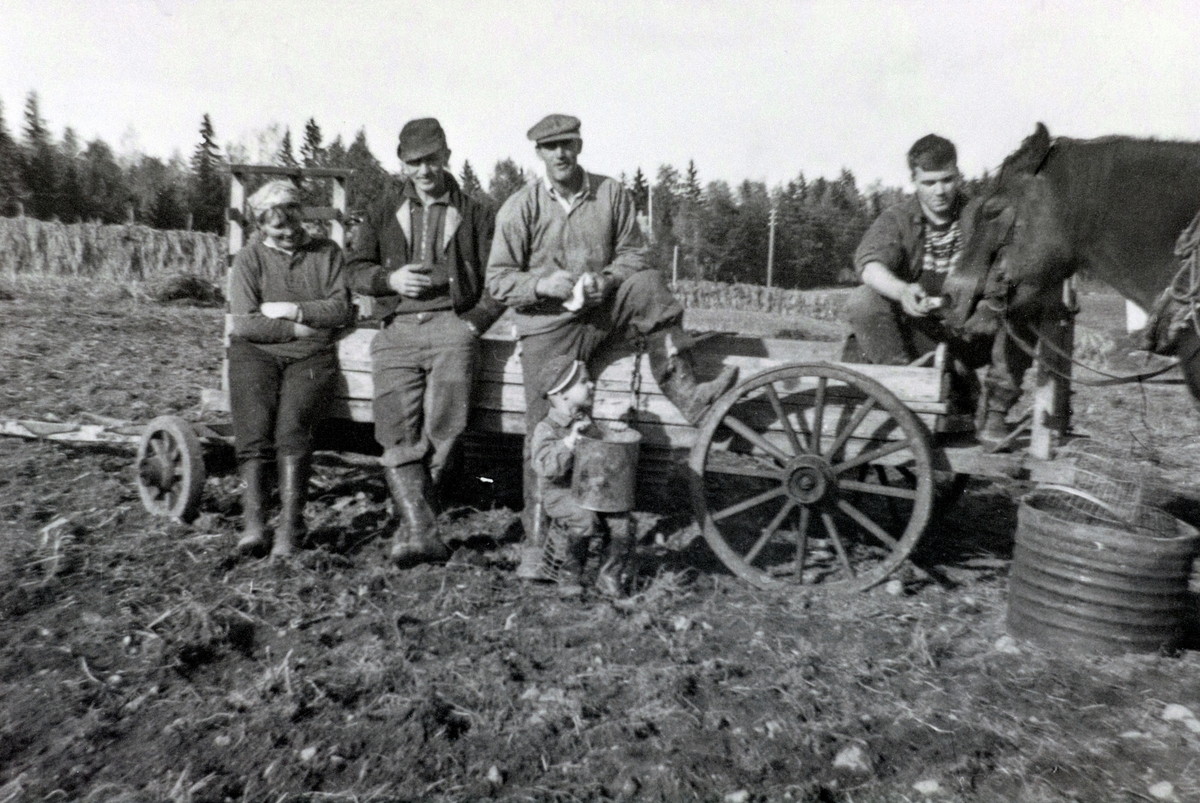 Anno Domkirkeodden, TOMTER ØDEGÅRDEN, POTETPLUKKING, 1963, F. V. HELENE BØRRESEN, ODDVAR HAUGOM, SVERRE BØRRESEN, FINN BØRRESEN OG FORAN KNUT SKOGEN, HEST, VOGN, HESTEKJØRETØY.