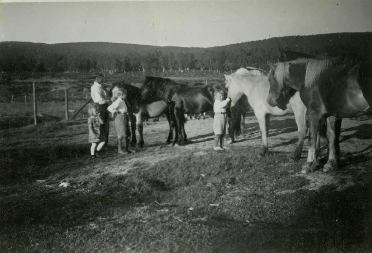 Ukjent, Hest og folk