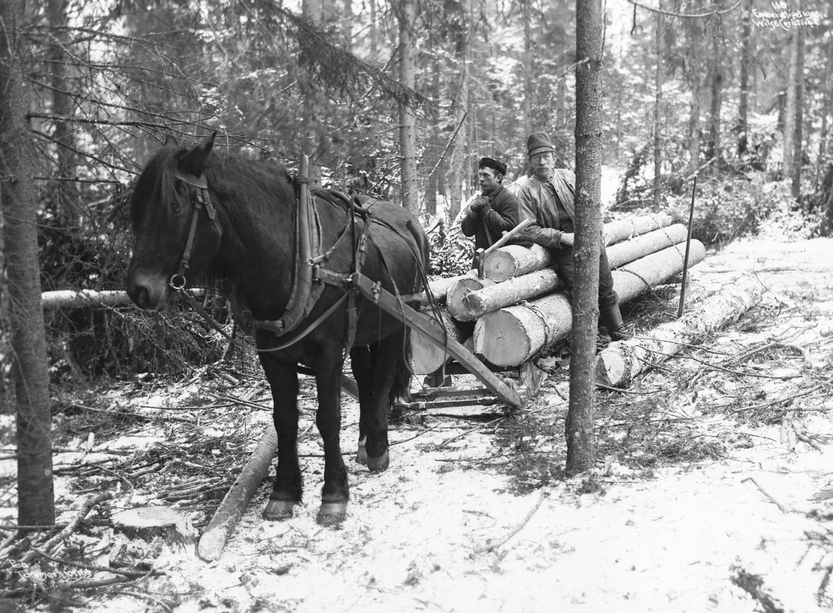Anders Beer Wilse, Prot: Tømmerkjøring - fullt lass Apr.1902