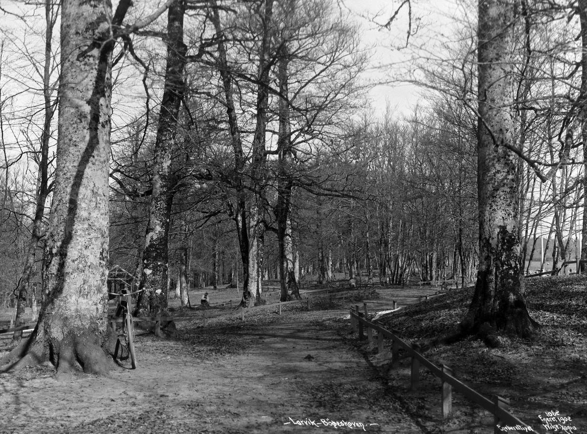Anders Beer Wilse, Prot: Larvik - Bøgeskogen Mai 1902