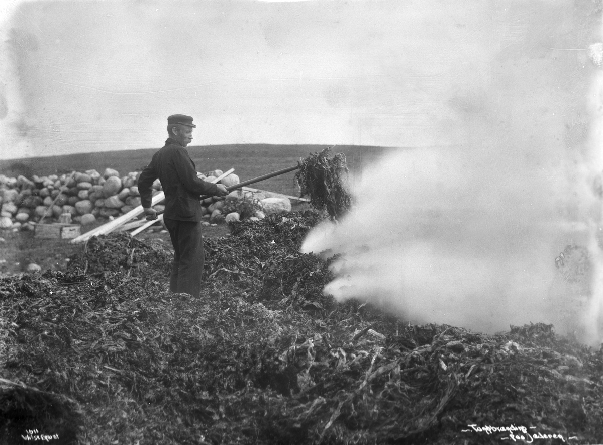 Anders Beer Wilse, Prot: Jædern - Tangbrenning 22. Juli 1902