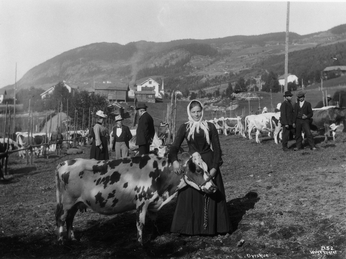 Anders Beer Wilse, Prot: Genere - Fra Dyrskue den bedste Ko 22. Sep. 1903
