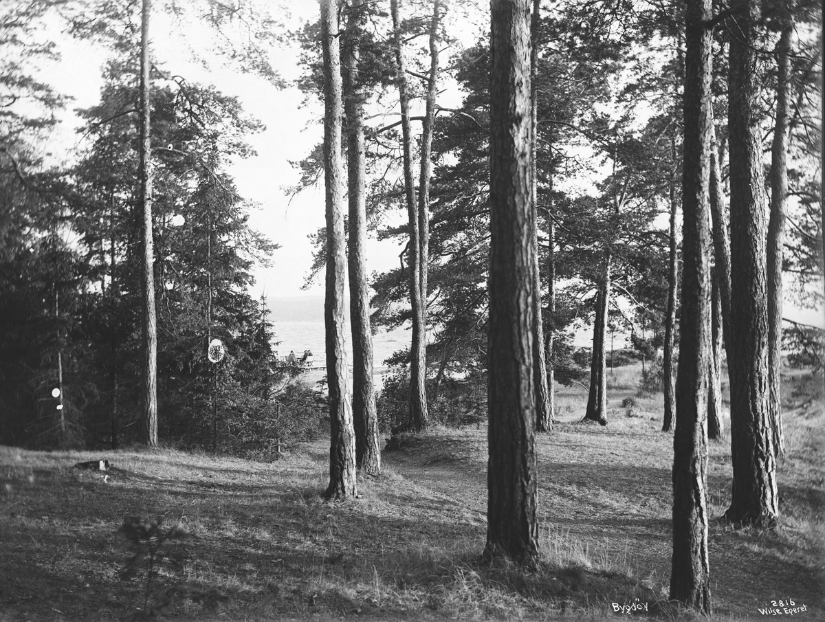 Anders Beer Wilse, Prot: Bygdø - Skogen ved Kongevillaen 9/9 1904