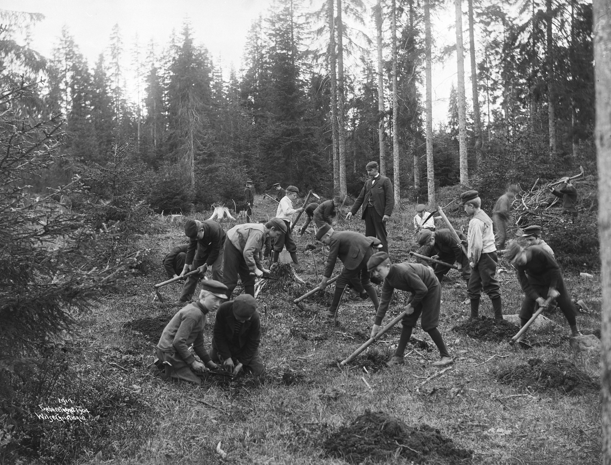 Anders Beer Wilse, Prot: Genere - Treplantning Barn i Skogen 8/5 1904