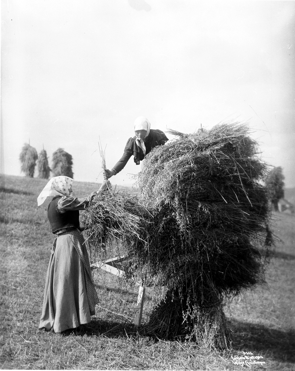 Anders Beer Wilse, Prot: Høst Kornstaur 2/9 1905