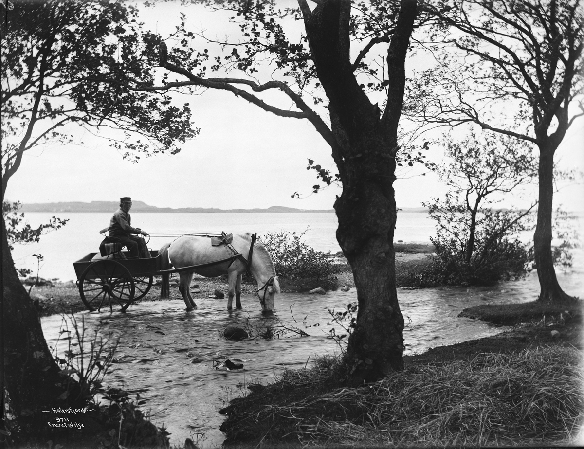 Anders Beer Wilse, Prot: Stavanger - Hafrsfjord Hest drikkende 14/6 1905