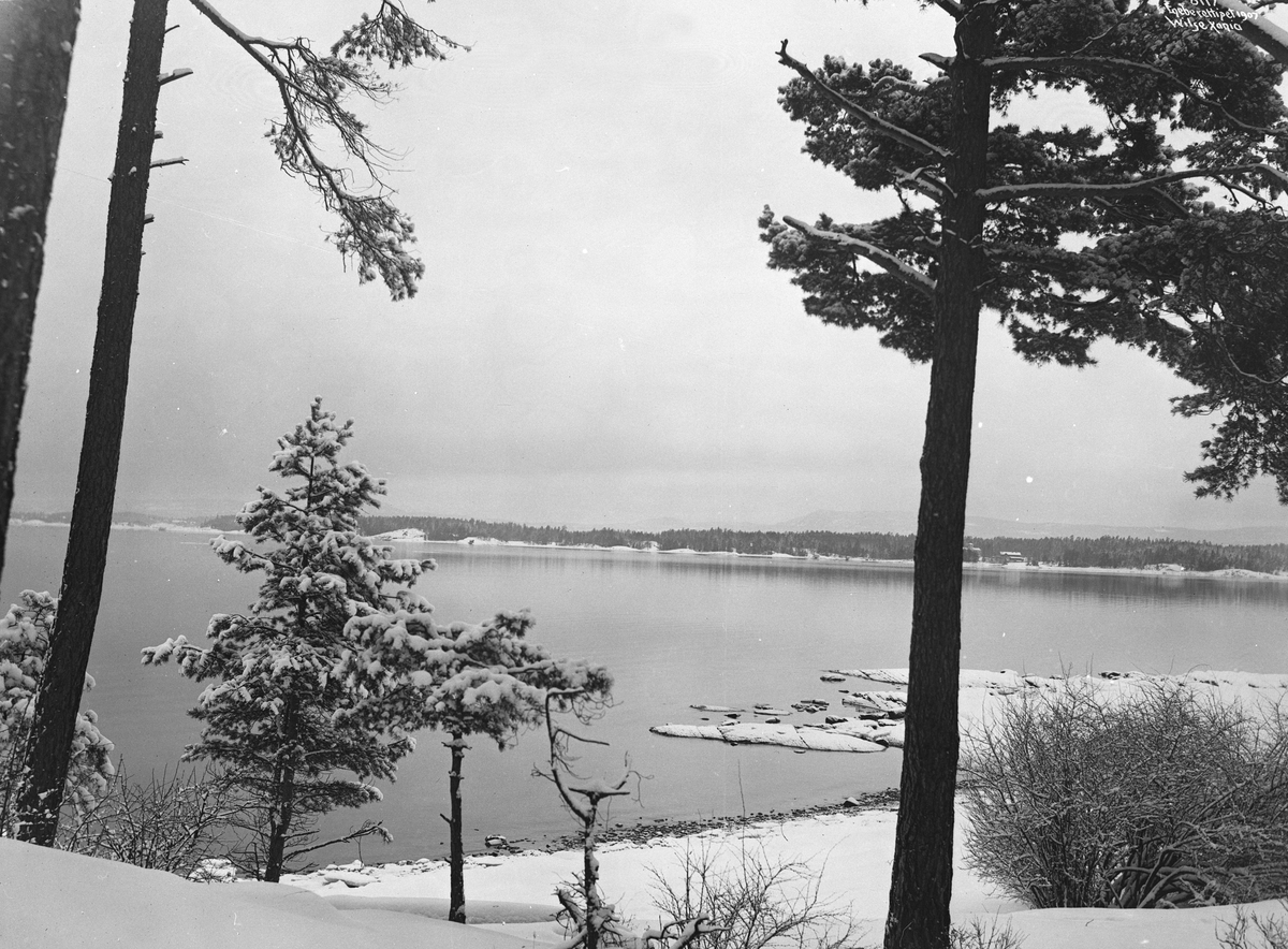 Anders Beer Wilse, Prot: Strandparti Furuskog Bygdø 26/1 1907
