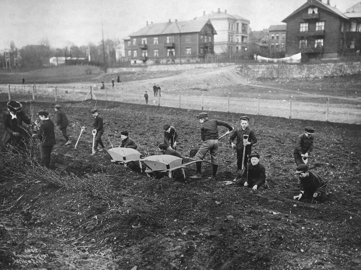 Anders Beer Wilse, Prot: Frk. Jørstads Skolehave - Bringebærplanter settes