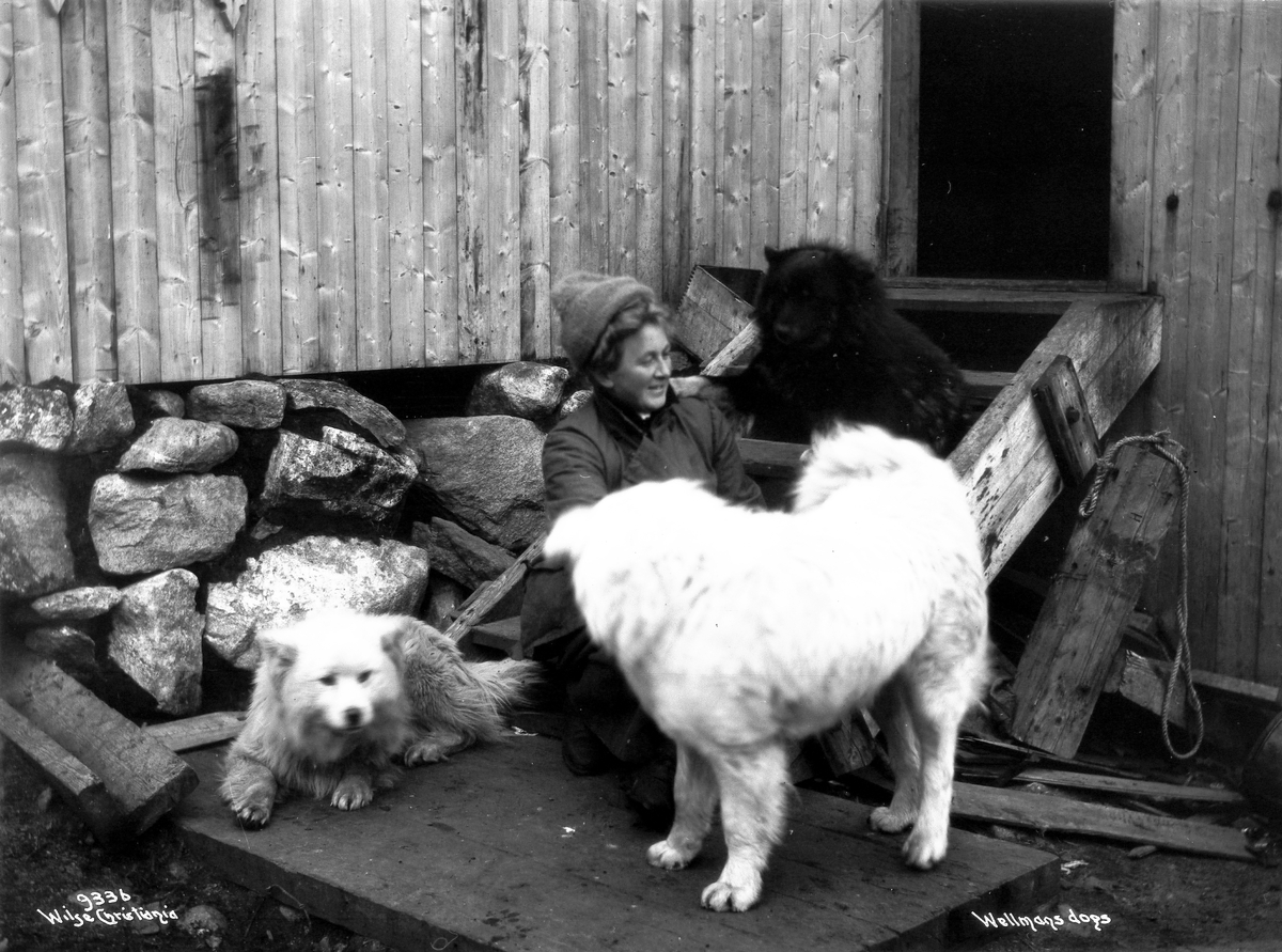 Anders Beer Wilse, Prot: Wellmans Station - Hunde med fru Huitfeldt 19/8 1908