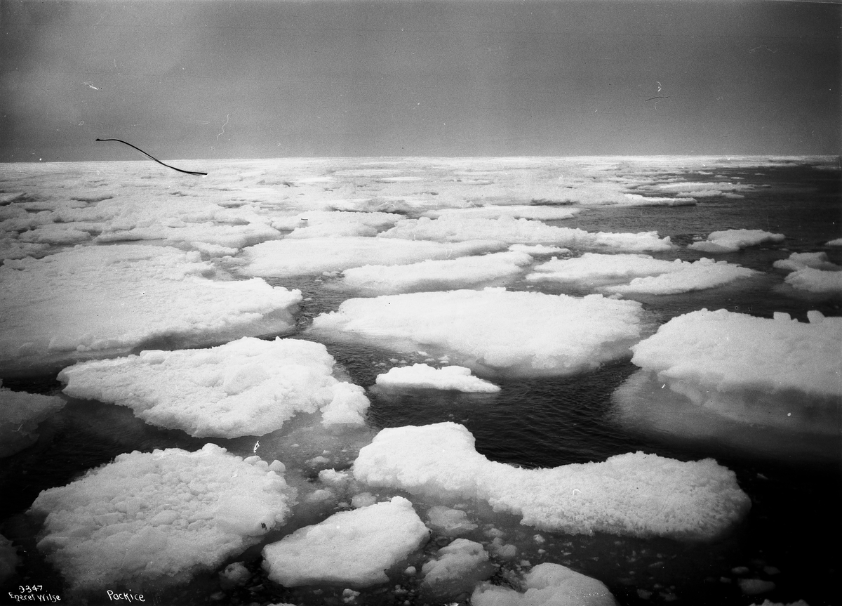Anders Beer Wilse, Prot: Pakisen alene 20/8 1908 Konv: Pakisen 80? 40?