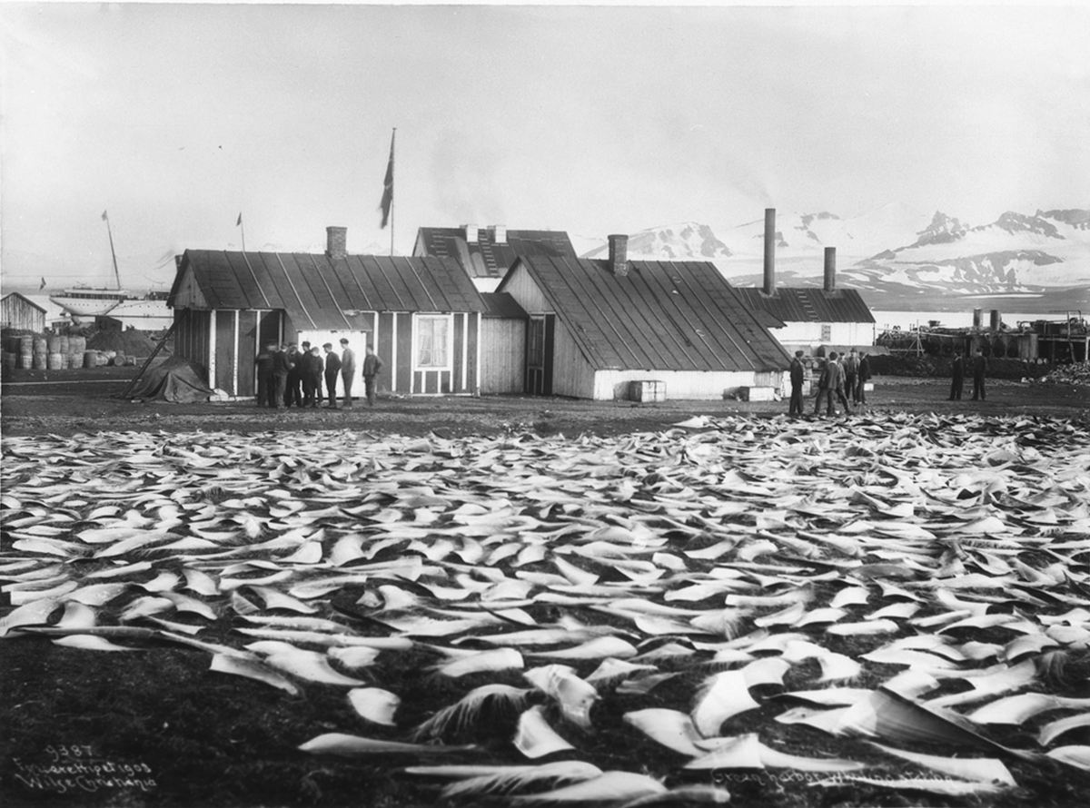 Anders Beer Wilse, Prot: Green Harbor Hvalstation tørking av Barderne 19/8 1908