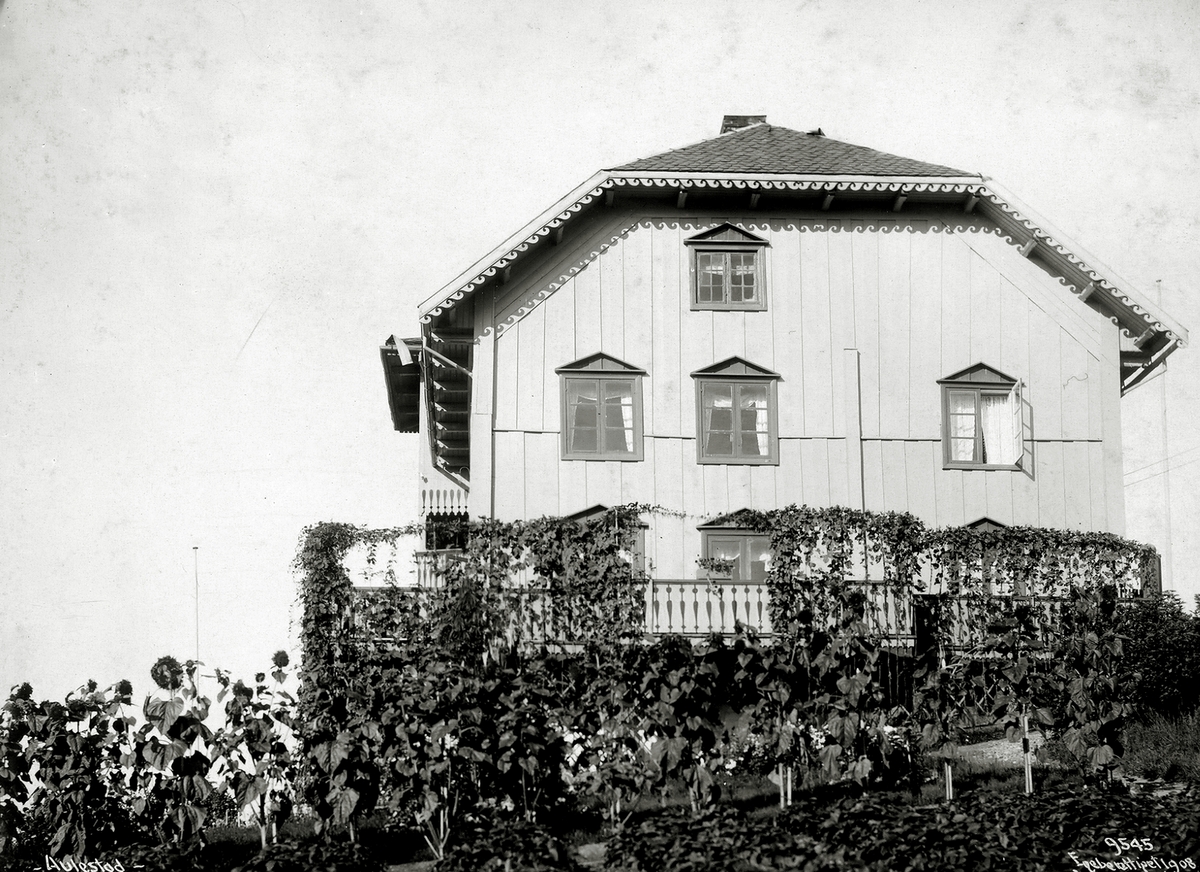 Anders Beer Wilse, Prot: Aulestad Bjørnsons hjem fra haven Solsikker 23/9 1908