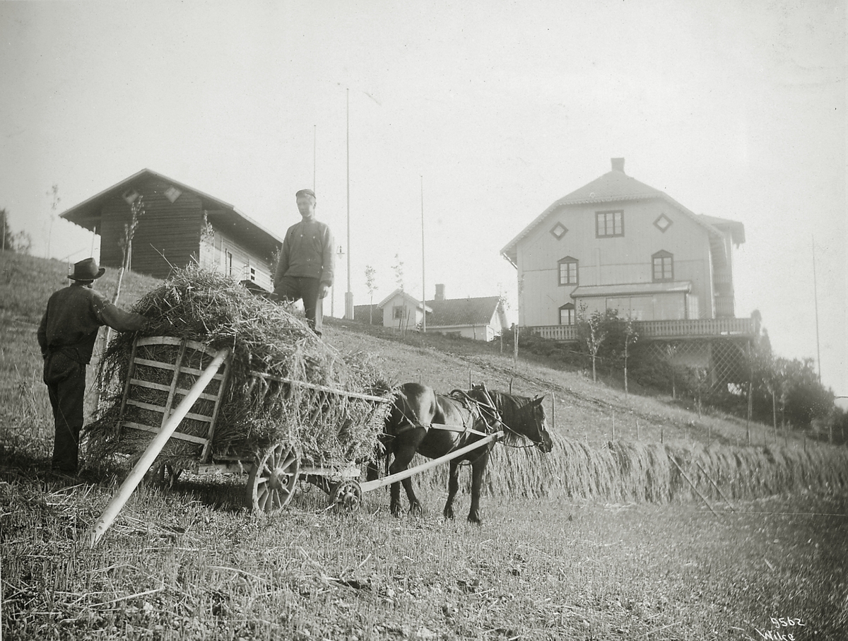 Anders Beer Wilse, Prot: Aulestad Kornet kjøres inn 23/9 1908