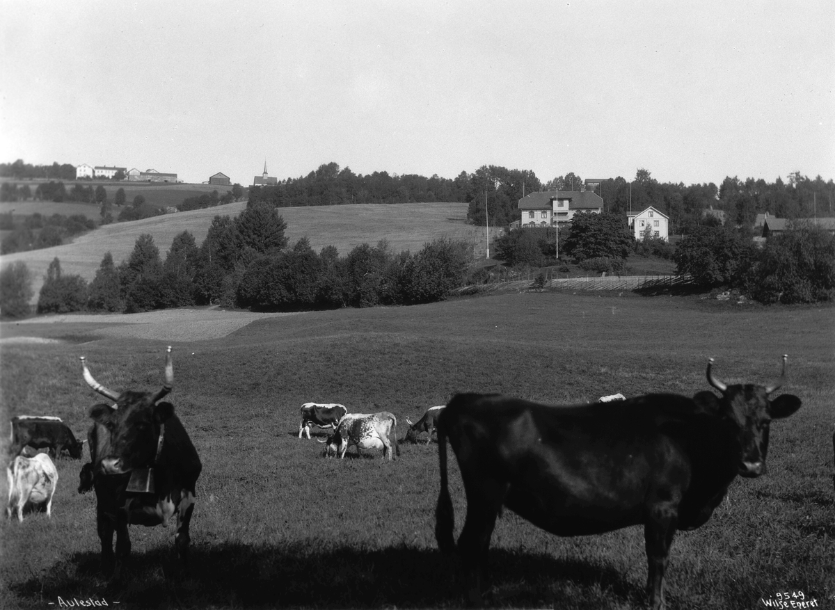 Anders Beer Wilse, Prot: Aulestad Bjørnsons hjem Jordene med Kreaturer 23/9 1908