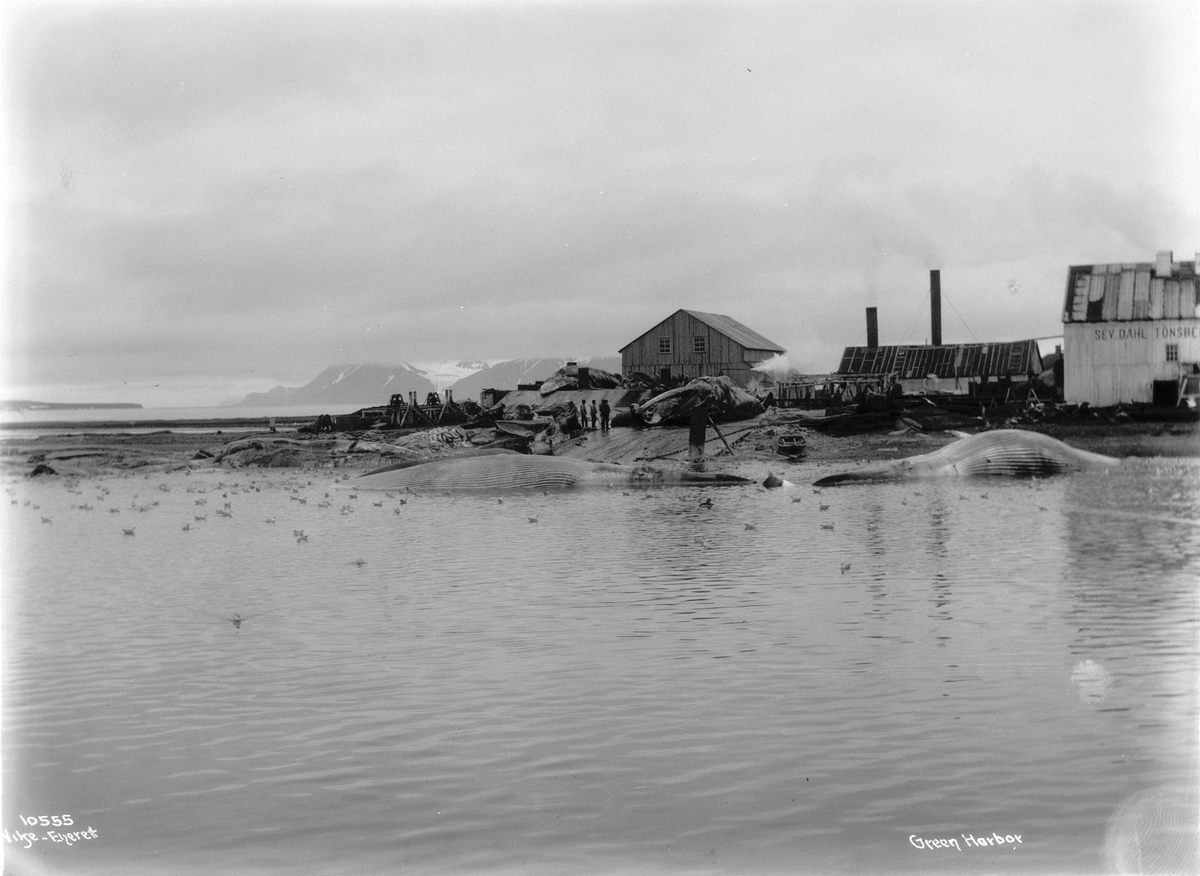 Anders Beer Wilse, Prot: Green Harbor - Hvalstationen 19/8 1909