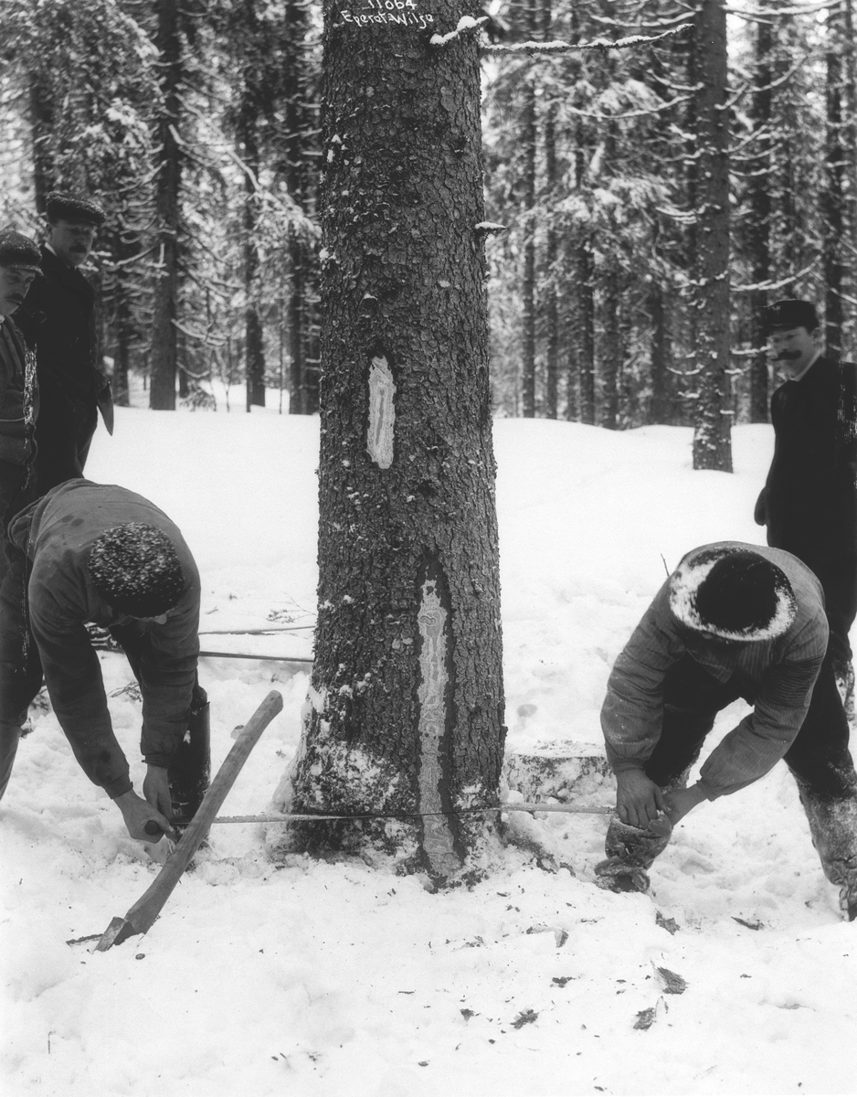 Anders Beer Wilse, Prot: Treet skjæres 20/1 1910