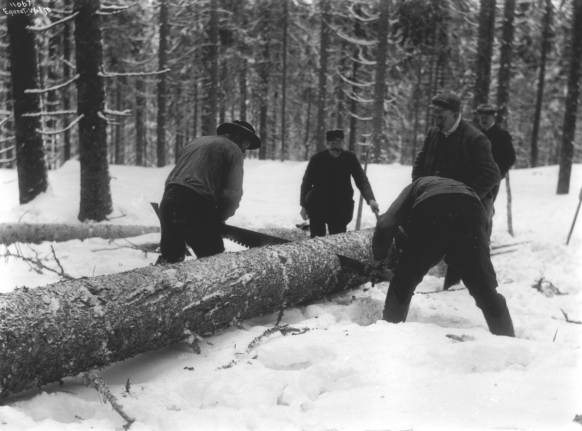 Anders Beer Wilse, Prot: Stokken sages op Granskog nær Hakedal 20/1 1910