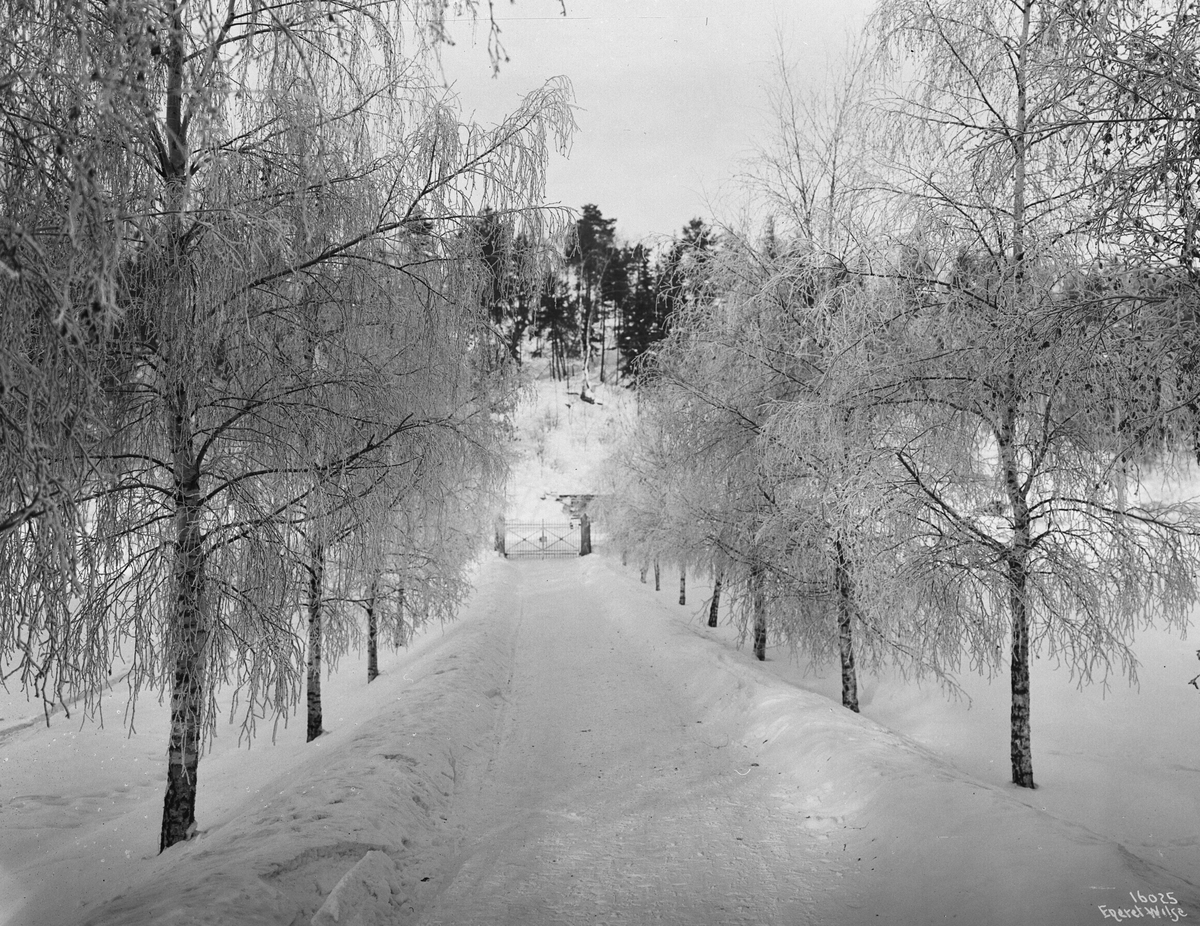 Anders Beer Wilse, Prot: Veiparti Birkerne Rimfrost