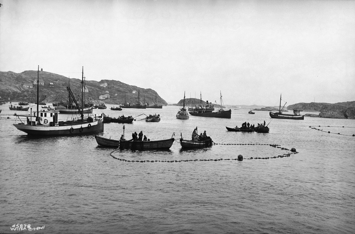 Anders Beer Wilse, Prot: Sildefiske ved Haugesund flåten Noten settes