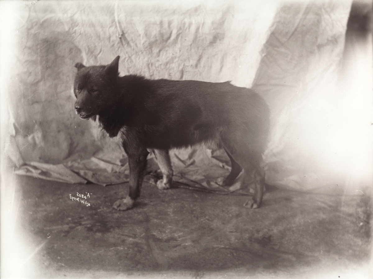 Anders Beer Wilse, Prot: Amundsens Sydpolhund Obersten