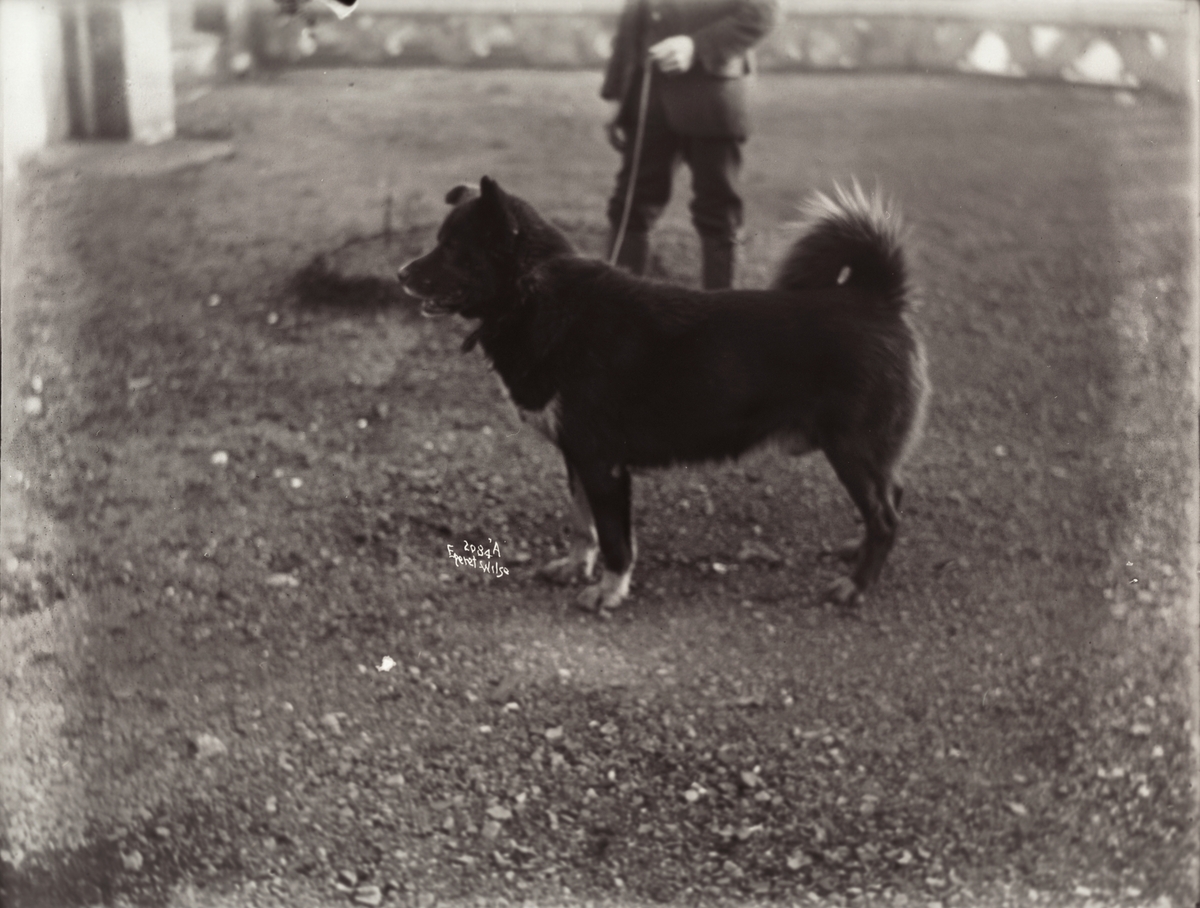 Anders Beer Wilse, Prot: Amundsens Sydpolhund Obersten