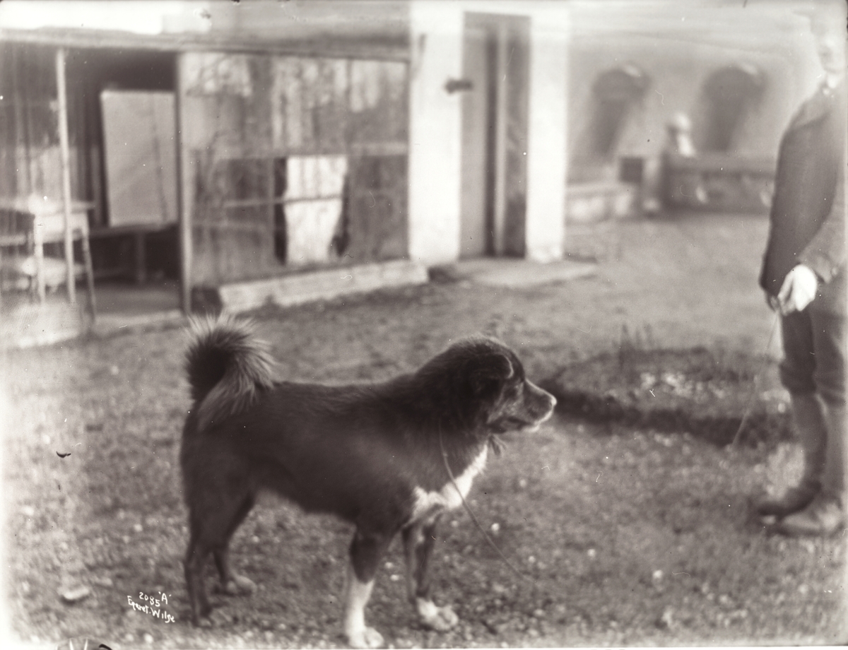 Anders Beer Wilse, Prot: Amundsens Sydpolhund Obersten