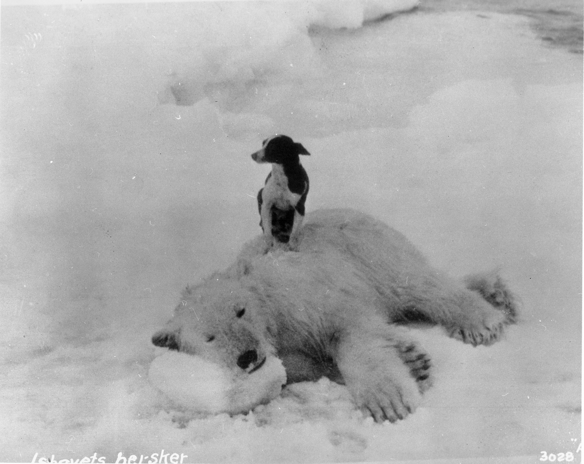 Anders Beer Wilse, Konv: Isbjørnunge med hund