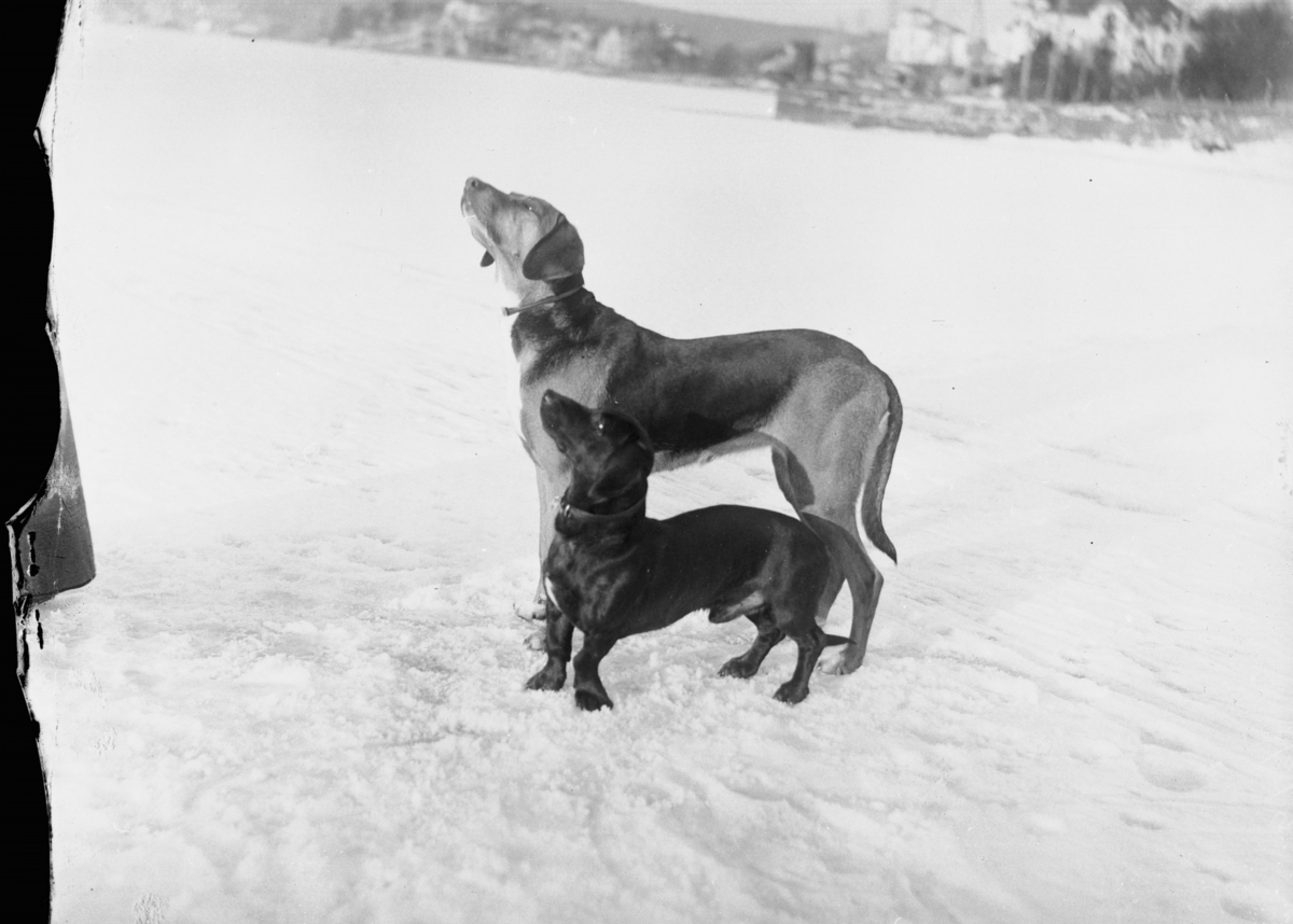 Anders Beer Wilse, Prot: Harald Pettersens Hunde