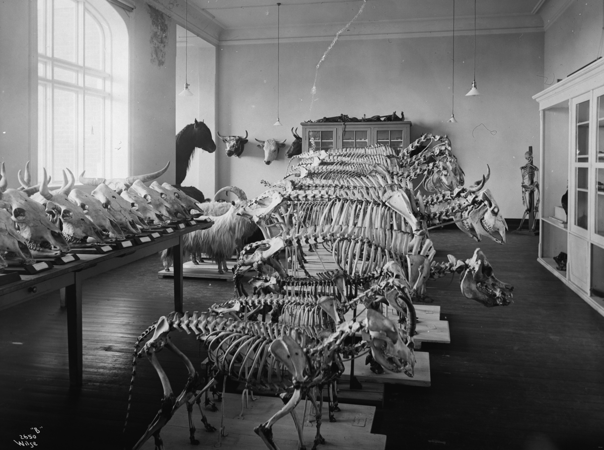 Anders Beer Wilse, Prot: Aas Landbrugsskole. Anatomisamling