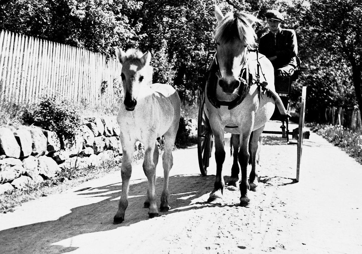 Anders Beer Wilse, Prot: Hermandsverk